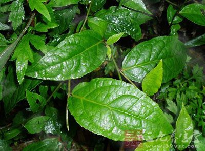 腹水草的药用价值与应用