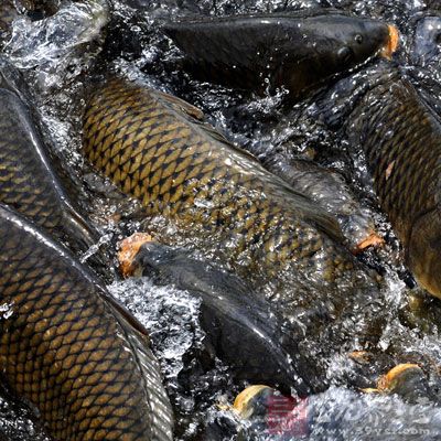 适当喝些鲤鱼汤,有助于祛湿开胃、利水消肿 适当喝些鲤鱼汤,有助于祛湿开胃、利水消肿