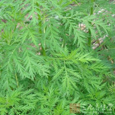 青蒿30克,粳米50克,白砂糖30克