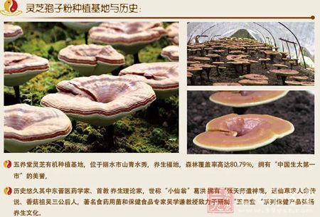 灵芝孢子粉种植基地与历史 灵芝孢子粉种植基地与历史