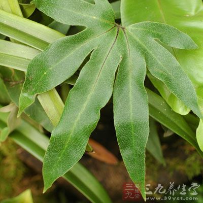 根状茎粗而横生,密被黑色透明的薄鳞片