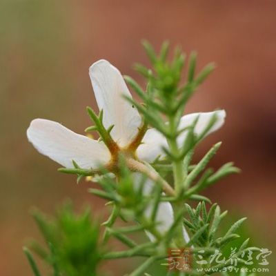 骆驼蓬碱来自于一种生长在中东和南美洲的开花植物(称为骆驼蓬)
