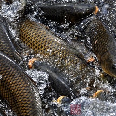 孕妇选购鲤鱼技巧 孕妇选购鲤鱼技巧