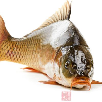 鲤鱼治水肿 鲤鱼治水肿
