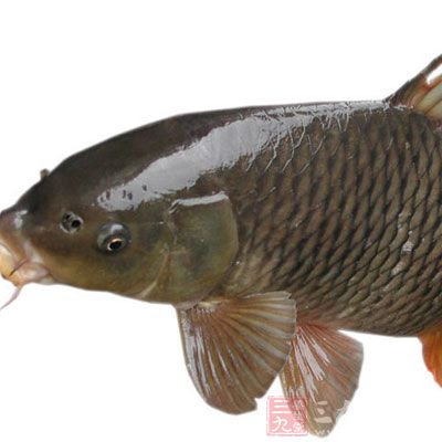 孕妇怎样吃鲤鱼才安全 孕妇怎样吃鲤鱼才安全