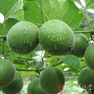 假苦瓜的药用价值与应用