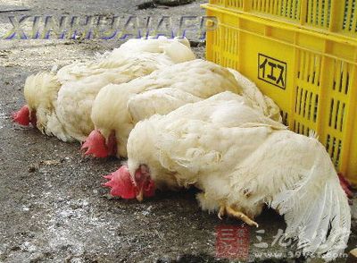 美加爆发禽流感 烟台封存北美300多公斤禽肉