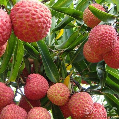 荔枝生于南方,中医认为,荔枝味甘、性温,具有很好的温胃散寒的功效 荔枝生于南方,中医认为,荔枝味甘、性温,具有很好的温胃散寒的功效