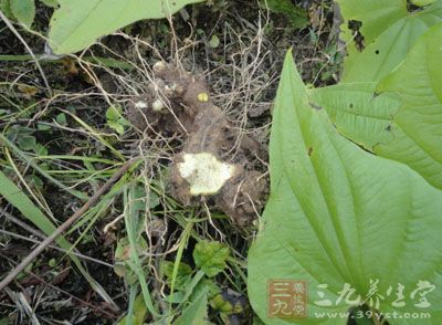 绵萆解的药用价值与应用