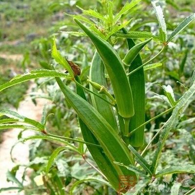 黄蜀葵子的药用价值与应用_利水渗湿药_中药