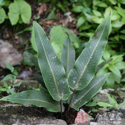 石韦根的药用价值与应用