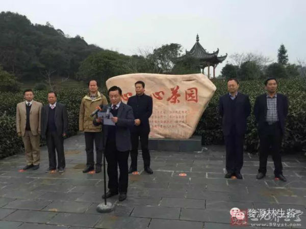 3月10日,在一片茶香中,婺源副,费长辉宣布有机茶园开园
