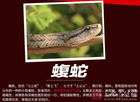 蝮蛇介绍