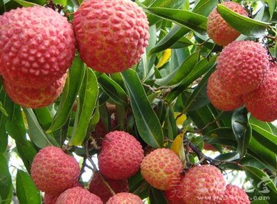 荔枝不宜多食,否则可能患荔枝病 荔枝不宜多食,否则可能患荔枝病