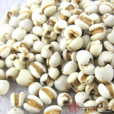 薏米分生熟两种,生熟各半互相制衡又能速效 薏米分生熟两种,生熟各半互相制衡又能速效