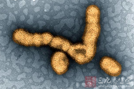 印度暴发猪流感警示 新型病毒可能携带突变体