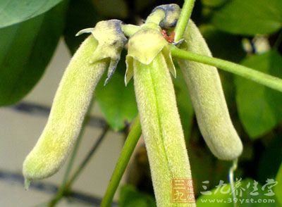 豆科植物龙爪黎豆的种子或叶