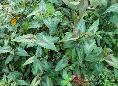 沙糖根的药用价值与应用