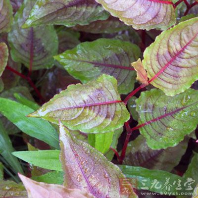 沙糖根的药用价值与应用_温里药_中药图典