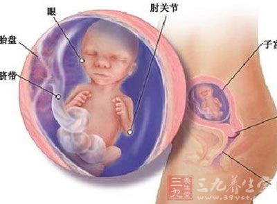 孕17周：胎儿从头到臀长约有13cm，重约150-200克
