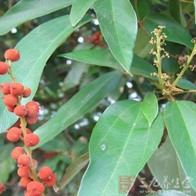 为绦虫之有效驱除剂,并能驱除蠕虫;有通泻作用 为绦虫之有效驱除剂,并能驱除蠕虫;有通泻作用