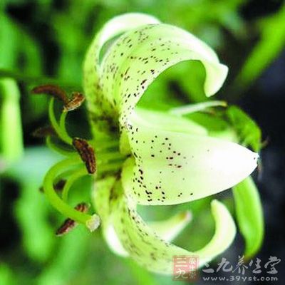 养阴润肺;清心安神。主阴虚咳嗽;虚烦惊悸 养阴润肺;清心安神。主阴虚咳嗽;虚烦惊悸