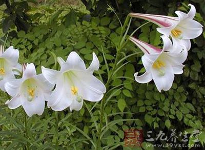 药性凉、药味甘、苦 药性凉、药味甘、苦