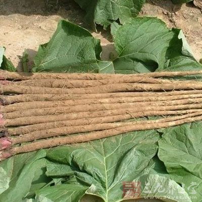 牛蒡可日食而无任何副作用 牛蒡可日食而无任何副作用