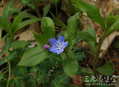 为紫草料植物梓木草或大紫草的果实