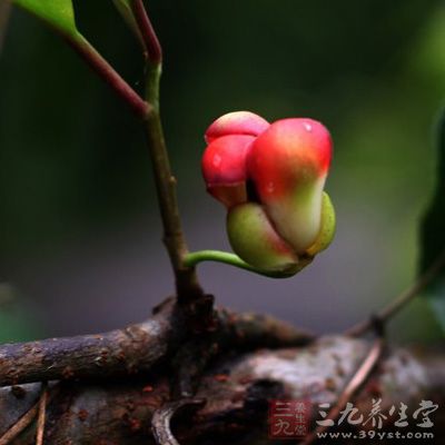 祛风活血;行气止痛。主风湿骨痛;胃痛;疝气痛 祛风活血;行气止痛。主风湿骨痛;胃痛;疝气痛