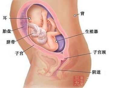 孕26周：胎儿胎长约29cm，胎重800克