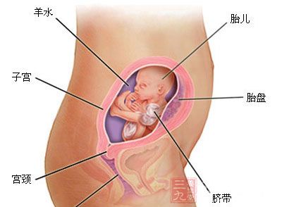 孕14周:胎长:12cm,胎重:28g 孕14周:胎长:12cm,胎重:28g