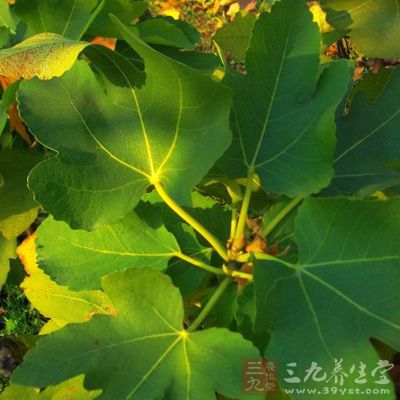 治小肠疝气:割人藤根不拘(多少),煎汤服 治小肠疝气:割人藤根不拘(多少),煎汤服