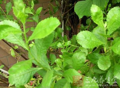 小儿食积;瘿瘤痰核;风湿骨痛 小儿食积;瘿瘤痰核;风湿骨痛