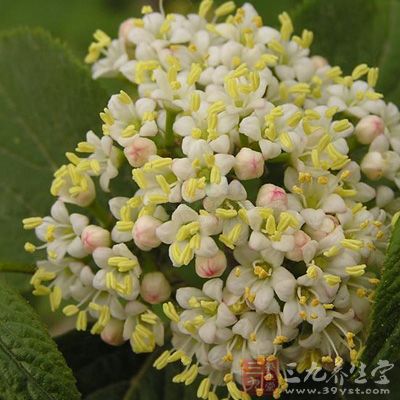 罗盖叶_中药百科