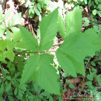 山茴芹的药用价值与应用_温里药_中药图典