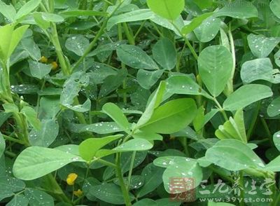 花生枝叶治失眠的原理_花生叶子可以治疗失眠