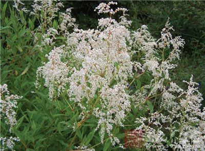 酸不溜根的药用价值与应用