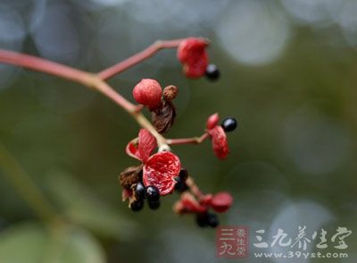 野鸦椿(《植物名实图考》),又名:枫檿树,鸡矢柴