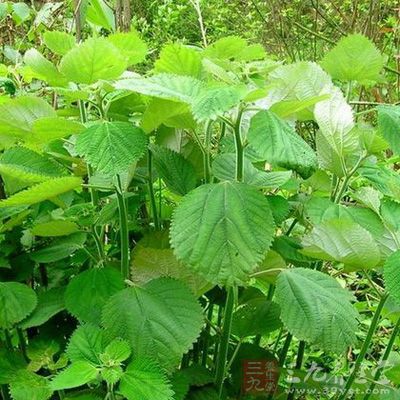 麻根_中药百科_养生百科_三九养生堂