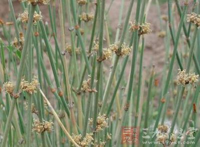 草麻黄(ephedra sinica)