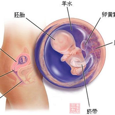 进入孕11周，胎儿身长已经达到45-63毫米