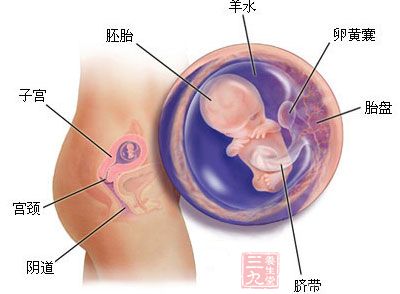 孕11周：胎儿长到6cm，胎儿各器官进一步发育，胎盘发育