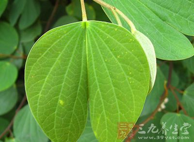 药来源 豆科羊蹄甲属植物马鞍叶羊蹄甲bauhinia faberi oliv.