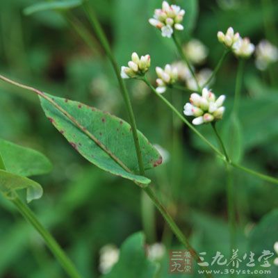 小箭草的药用价值与应用