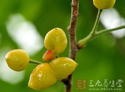 别名 野姜,独叶台,四合红,草果(《云南中草药》).
