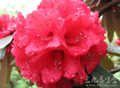 马缨花