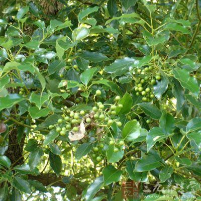 樟树果的药用价值与应用