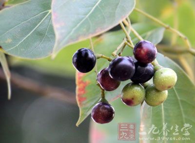 樟树果的药用价值与应用_理气药_中药图典