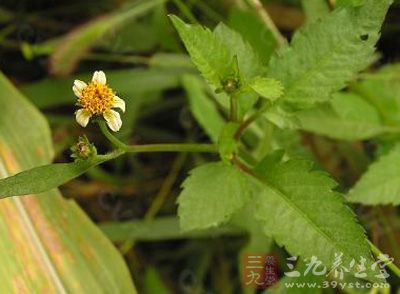 跟人走,带人走,豆叉菜,杈杈草,牙金草,虾钳草,三叶婆婆针,路边针,三叉